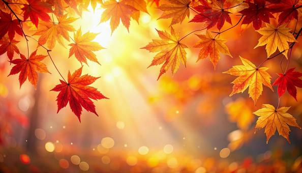赤と黄色の紅葉が彩る秋の森 赤と黄色の紅葉が彩る秋の森の写真