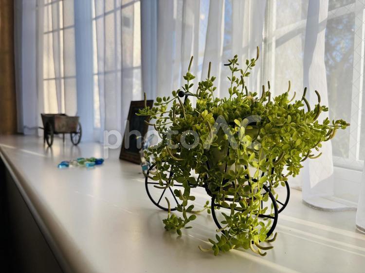 観葉植物 出窓,観葉植物,日差しの写真素材