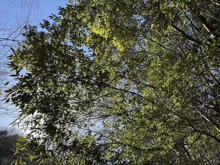 生い茂った木の写真