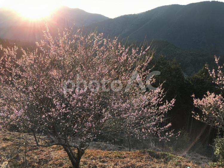 夕日と梅の花 ぬぬぬの写真 山,自然,風景の写真素材