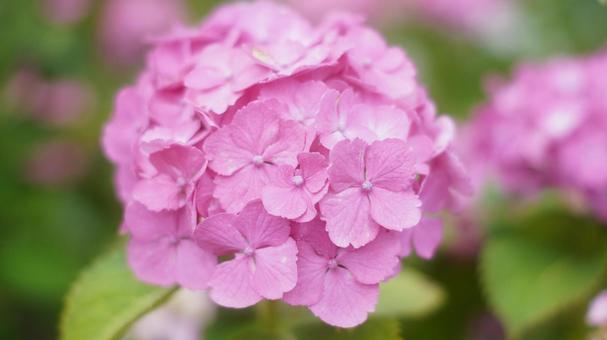 Hydrangea, JPG