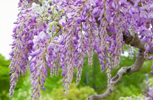 Wisteria flower (purple) 2, JPG Wisteria flower (purple) 2, JPG
