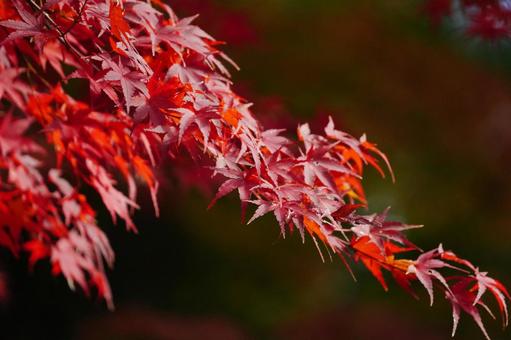 赤く紅葉したモミジ14 モミジ,紅葉,紅葉狩りの写真素材