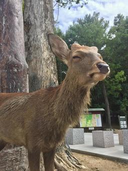 奈良公園の鹿のアップ 奈良公園の鹿のアップ 哺乳動物,鹿,奈良公園の写真素材