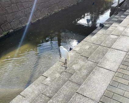 水路の白いサギC_711B サギ,コサギ,白鷺の写真素材