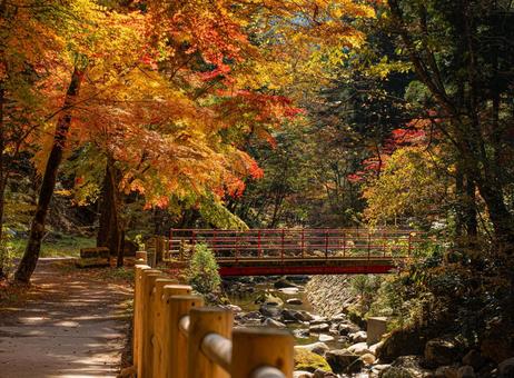 紅葉の景色 秋の景色,秋,山口県の紅葉の写真素材