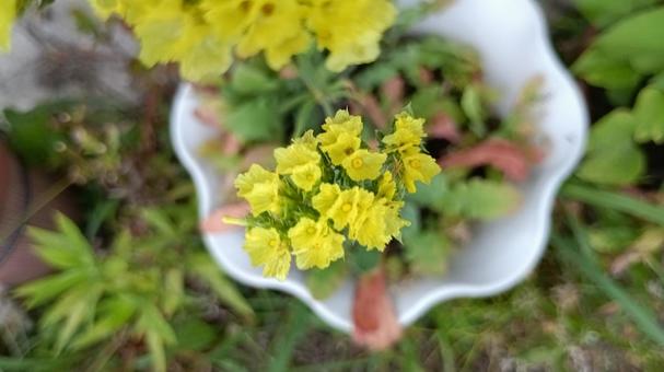 ドライフラワーに最適・黄色のスターチス ドライフラワーに最適・黄色のスターチスの写真