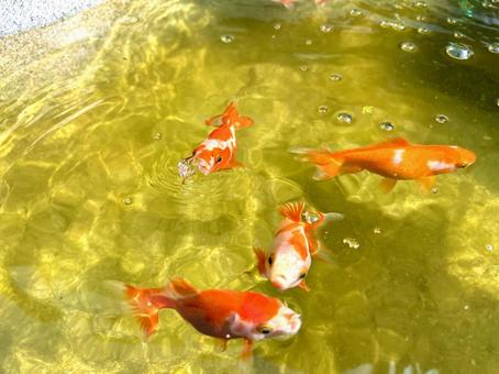 金魚 金魚の写真