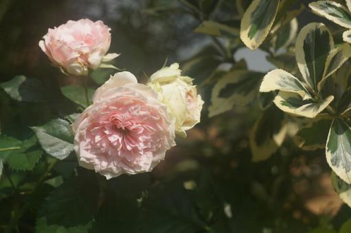 薔薇 薔薇の写真