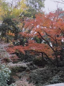 Autumn leaves, JPG