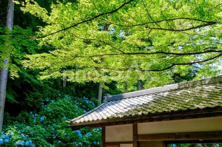 ［神奈川県鎌倉市］あじさい寺｜明月院 あじさい寺,神奈川県,鎌倉市の写真素材
