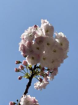 桜 桜,春,花の写真素材