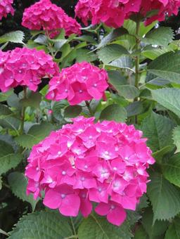 濃いピンクのアジサイ 濃いピンクのアジサイ アジサイ,紫陽花,梅雨の写真素材