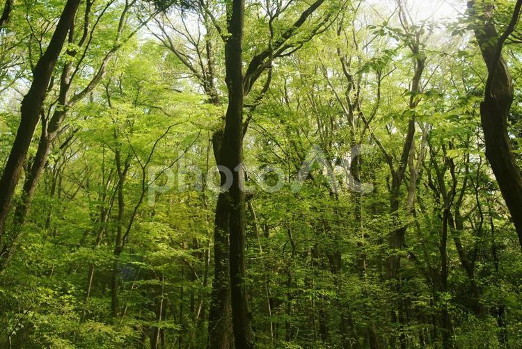 樹木_森林_177 背景,樹木,森の写真素材