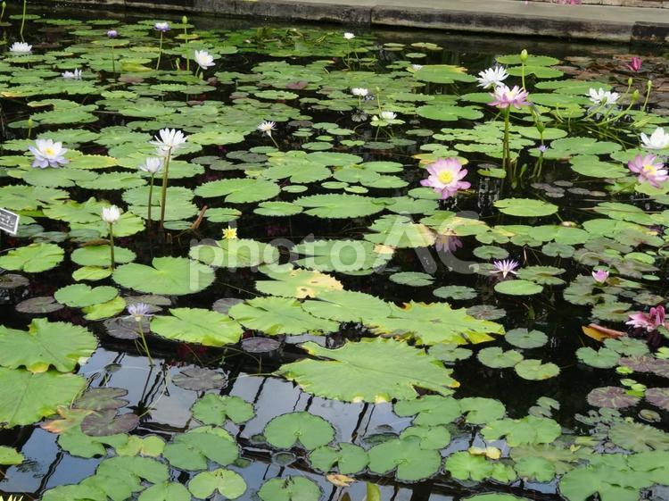 睡蓮が咲く人工池 スイレン,睡蓮,池の写真素材