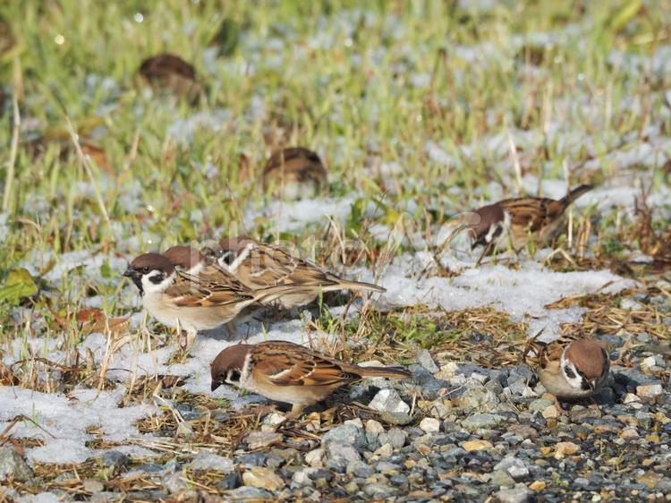 冬のスズメ② すずめ,雀,スズメの写真素材