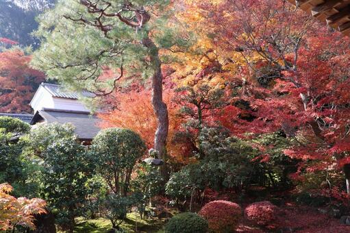 二尊院の紅葉 二尊院,紅葉,小倉山の写真素材