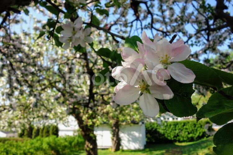 りんごの花の下 北欧,りんごの木,花の写真素材