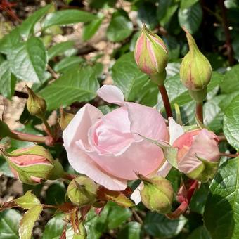 花★薔薇(ザ・ジェネラス・ガーデナー) 花★薔薇(ザ・ジェネラス・ガーデナー) ザ・ジェネラス・ガーデナー,ピンク,花の写真素材