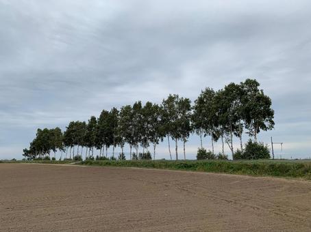 白樺並木 白樺並木 北海道,白樺,並木の写真素材