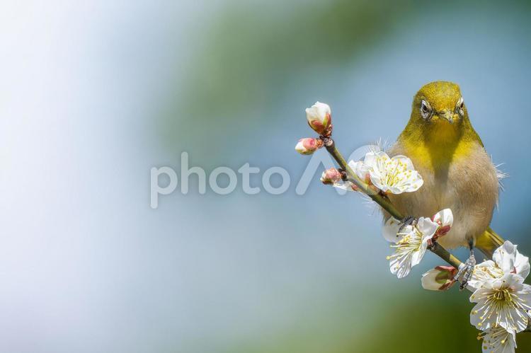 梅の花とメジロ・コピースペース メジロ,ウメジロー,野鳥の写真素材