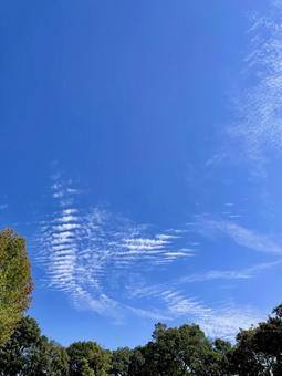 青い空と木 青い空と木 空,雲,縦型の写真素材