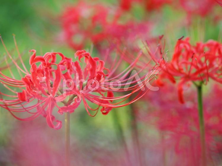秋の花　彼岸花　群生⑧ ヒガンバナ,彼岸花,曼珠沙華の写真素材
