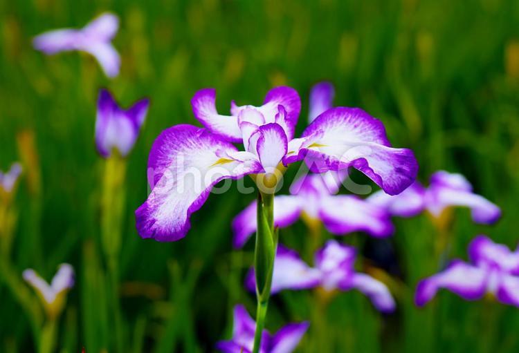 気品溢れる花菖蒲 菖蒲,ハナショウブ,しょうぶの写真素材