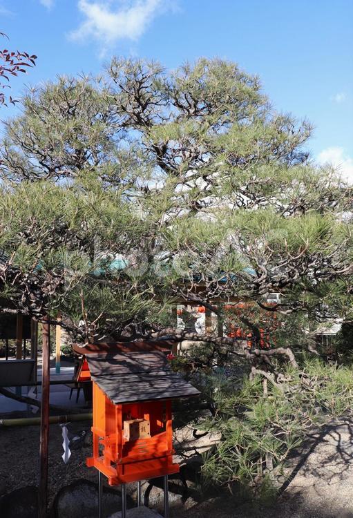 和田神社　影向松 和田神社,わだじんじゃ,影向松の写真素材
