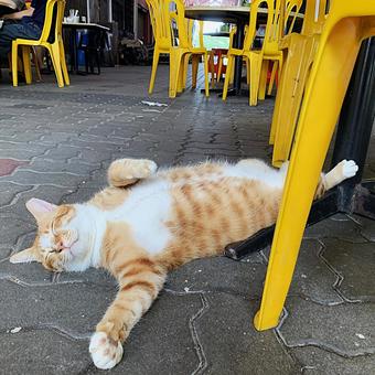 路上食堂の路面で大爆睡する猫 ねこ,ネコ,茶トラの写真素材