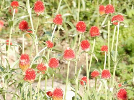 【花の写真】センニチコウ(千日紅) 【花の写真】センニチコウ(千日紅)の写真