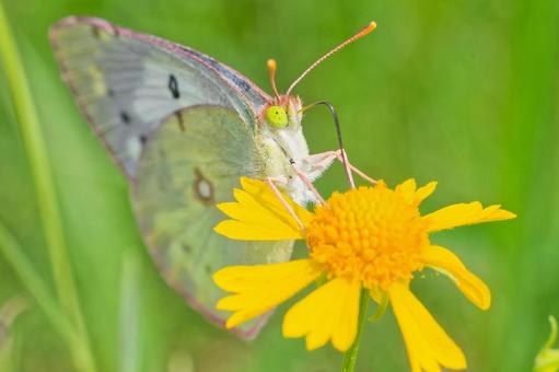 花の蜜を吸うモンキチョウ白色型 花の蜜を吸うモンキチョウ白色型 モンキチョウ,紋黄蝶,白色型の写真素材