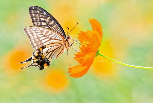 Photo, swallowtail, এবং ইয়াং ইয়ু, swallowtail প্রজাপতি, 
