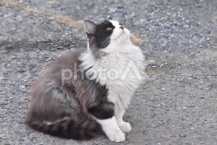 上空を見上げる地域ねこの子猫 ねこ,ネコ,猫の写真素材