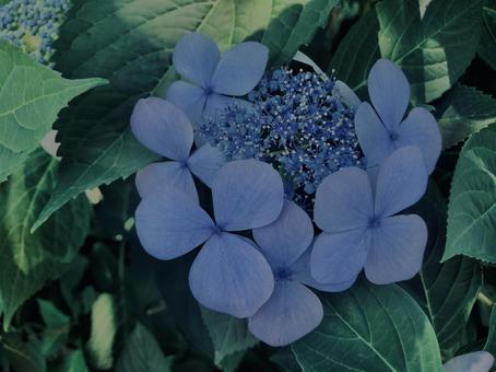 Hydrangea, Kamakura,, JPG