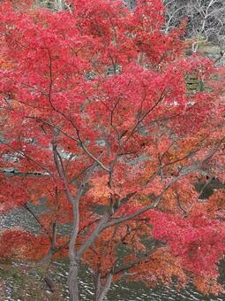 紅葉 紅葉,もみじ,西の丸庭園の写真素材