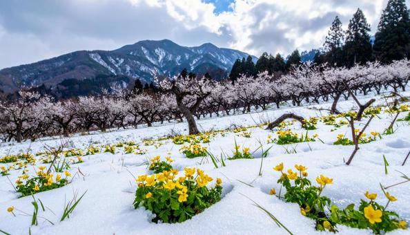 梅園の林下で雪の間に咲く福寿草の花の写真