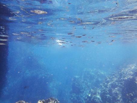 沖縄 海 魚の群れ 熱帯魚 水中 観察 沖縄 海 魚の群れ 熱帯魚 水中 観察の写真