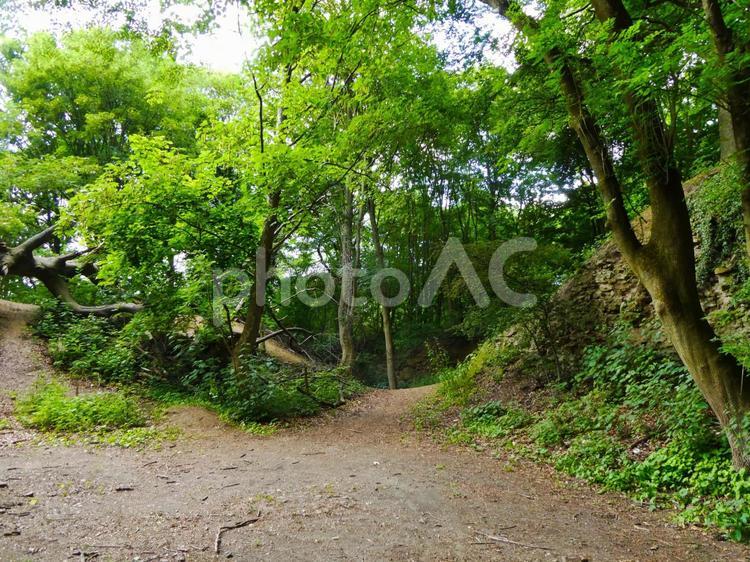 山の中の風景 山,自然,山の中の写真素材