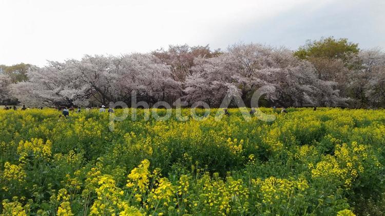 菜の花と桜 菜の花と桜,桜,菜の花の写真素材