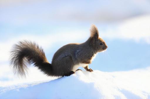 エゾリスの写真