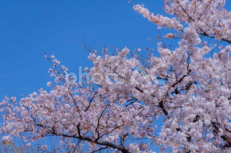 快晴の春の日、満開のソメイヨシノ 桜,満開,春の写真素材