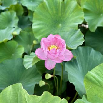 蓮の花 蓮の花の写真