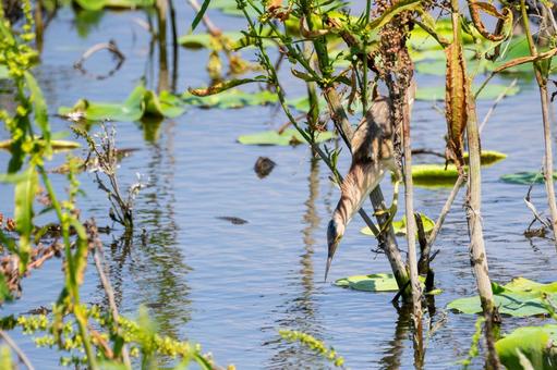 Photo, bird, yellow bittern, wild bird, 