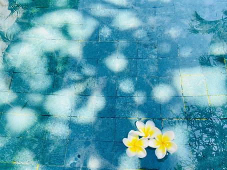 プールに浮かぶプルメリア プルメリア,夏,常夏の写真素材
