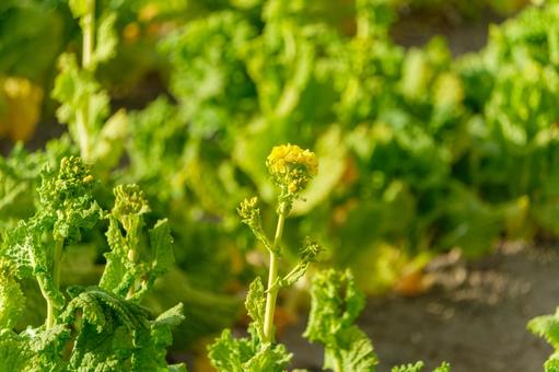 花を咲かせ始めた菜の花 花を咲かせ始めた菜の花の写真