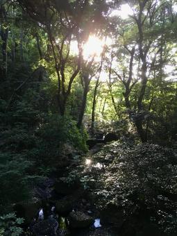 木漏れ日が差し込む森 木漏れ日が差し込む森 自然,風景,緑の写真素材