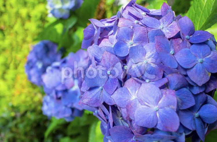 雨上がりの満開の青紫色のあじさいの画像 あじさい,花,紫の写真素材