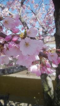 桜 桜の写真