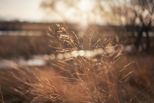 夕陽に照らされる野の穂 自然,風景,草の写真素材